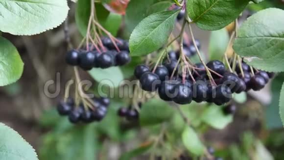 黑色龙葵枝上成熟的浆果视频的预览图