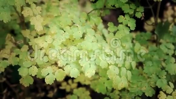 绿叶福林植物视频的预览图