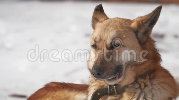 无家可归的狗在冬天坐在雪地上从一阵强风中眯起眼睛无家可归宠物的问题狗视频的预览图