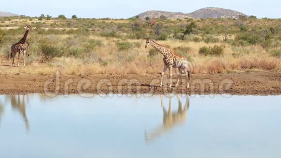 长颈鹿走到水里视频的预览图