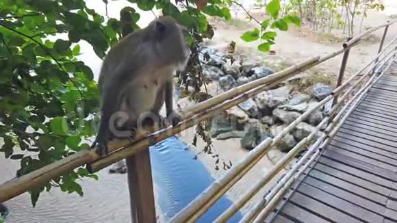 绿林中的猴子视频的预览图