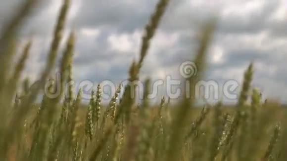 麦田以风自然为背景的保健食品理念视频的预览图