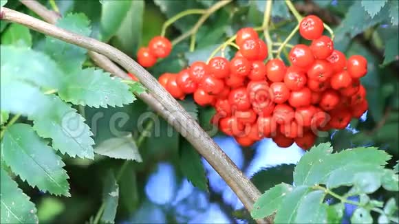 大自然中树上的罗文浆果视频的预览图