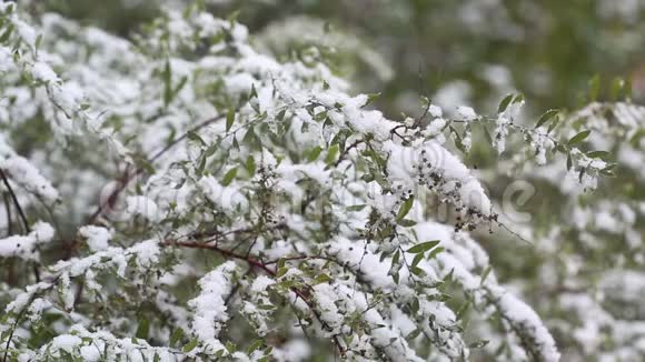 城里第一场雪秋季寒冷季节视频的预览图