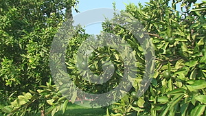 夏天的高度柠檬园里有绿果柠檬视频的预览图
