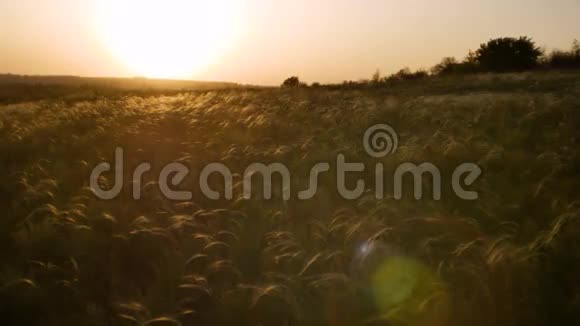 日落时有金色草地的田野视频的预览图