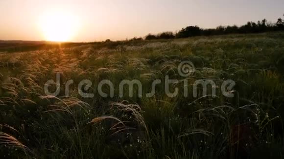 日落时有金色草地的田野视频的预览图