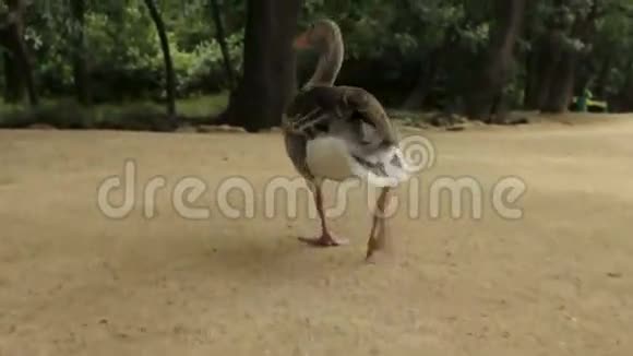 动物园游客喂食鹅鸟视频的预览图