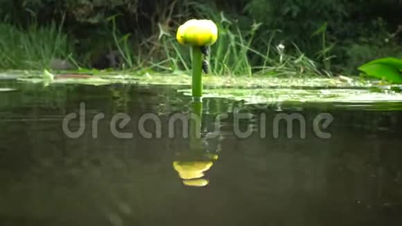 叶黄素黄色的水油或白兰地瓶南布格河水厂视频的预览图