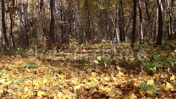 晴天的秋天森林背景视频的预览图