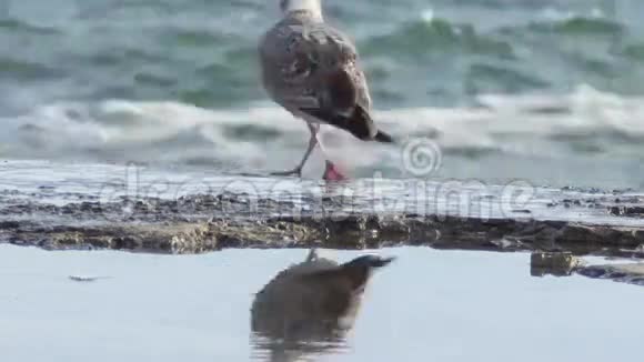 在防波堤上的海鸥视频的预览图