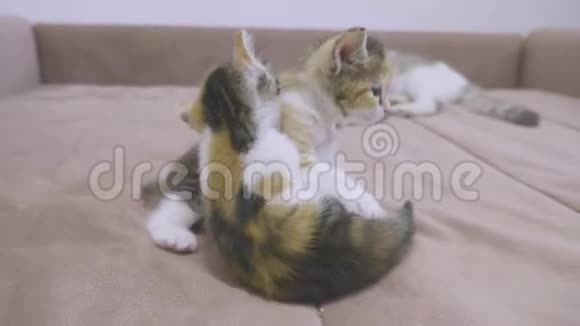 两只小猫在沙发上玩耍两只小猫互相咬慢镜头小猫玩概念两只小猫视频的预览图