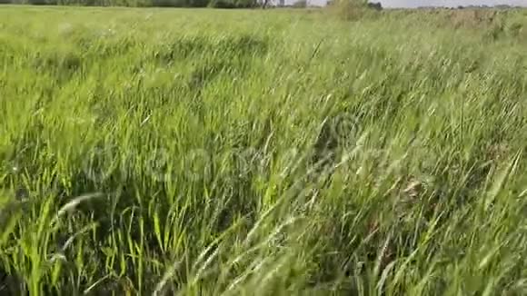 田野里的绿草在蓝天背景下的强风中摇摆视频的预览图
