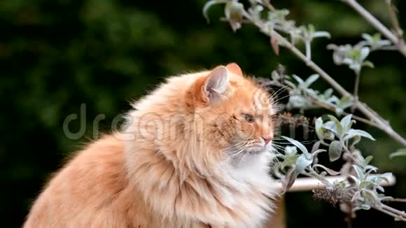 西伯利亚姜猫在花园里打哈欠视频的预览图