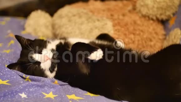 一只黑白相间的可爱猫绿眼睛在沙发上睡着了乌鸦慢慢地眨着眼睛这就是视频的预览图