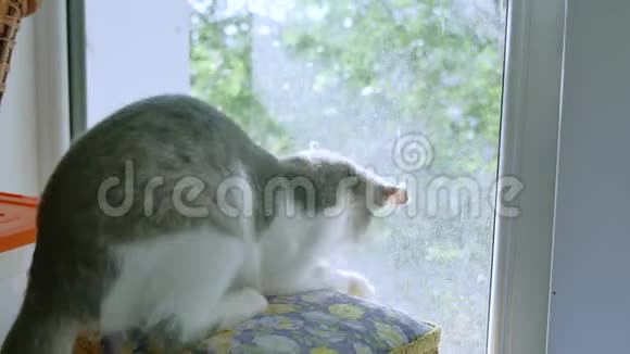 小猫在窗户上玩捉苍蝇小猫宠物玩搞笑宠物视频的预览图