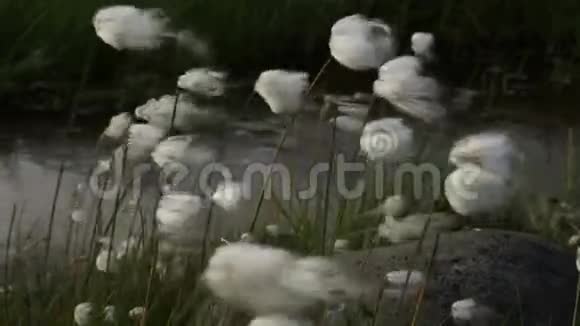 小溪旁美丽的棉花草刺科股票录像视频的预览图