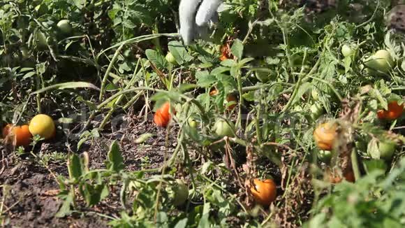 一个年轻人的手在菜园里收获成熟的西红柿视频的预览图