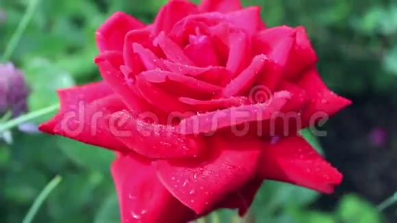 花瓣上有水滴的玫瑰花视频的预览图