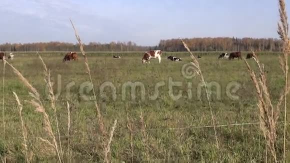 秋天田野上的牛视频的预览图