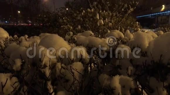 在灌木丛的树枝上躺着巨大的雪团视频的预览图