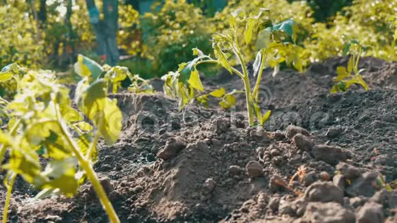 新种的番茄嫩芽的种植视频的预览图