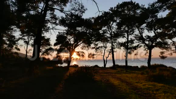 透过松林观赏日落和海岸4k视频的预览图