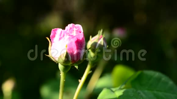 背景模糊的粉红色玫瑰花蕾视频的预览图
