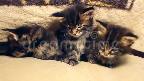 三只有趣的小猫在玩视频的预览图