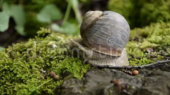 在苔藓岩石上缓慢行走的蜗牛近景视频的预览图