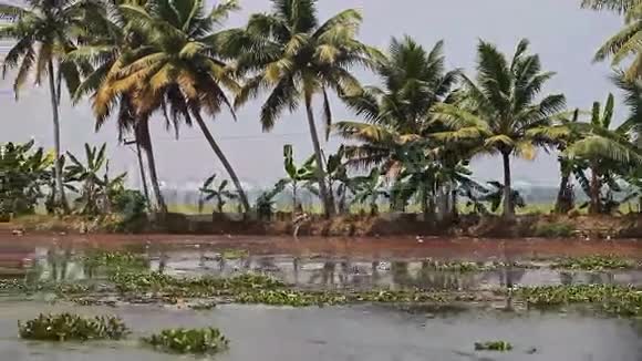 热带河岸大棕榈沿河运动视频的预览图