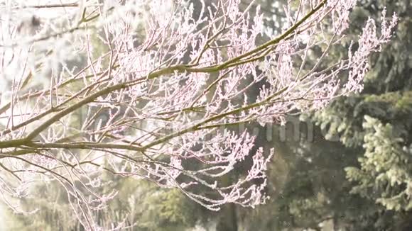 风来时雪从树枝上飘落视频的预览图