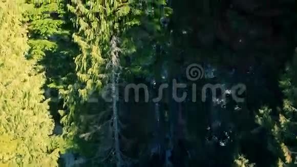 光秃秃的树木飞越冬季森林视频的预览图