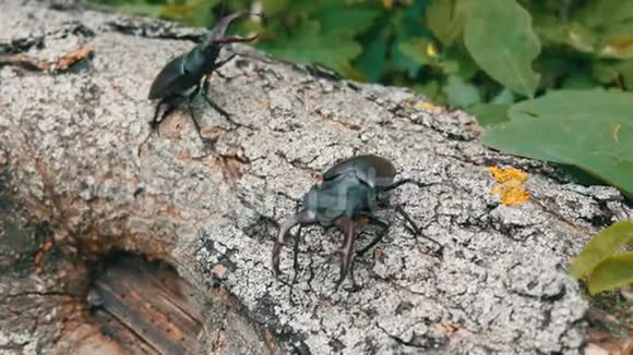两只大鹿甲虫卢卡纳斯塞巴斯沿着树爬行森林中罕见的甲虫视频的预览图