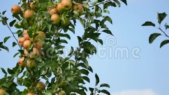 黄苹果长在绿叶丛中的树枝上顶着蓝天视频的预览图