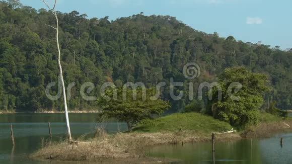 马来西亚Temenggor湖雨林景观视频的预览图