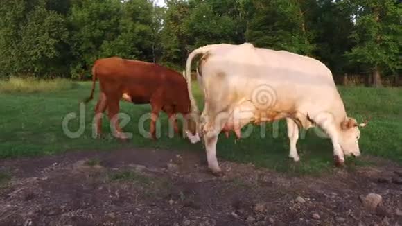 奶牛在公园旁边的草坪上放牧奶牛从牧场回家视频的预览图