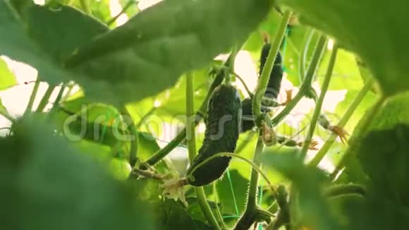 新鲜黄瓜生长在开阔的田野里黄瓜的种植黄瓜生长在开花的灌木上种植黄瓜视频的预览图