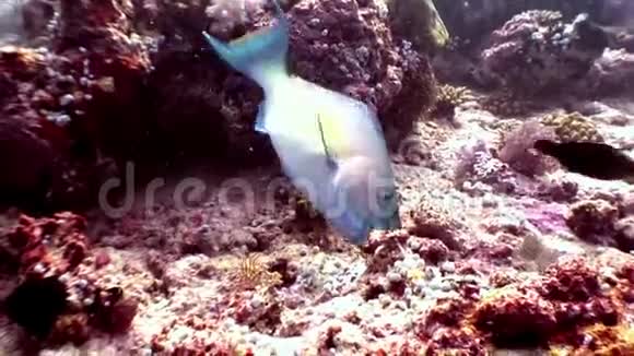 马尔代夫海底的鹦鹉鱼吃珊瑚视频的预览图