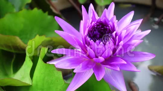 美丽的紫罗兰莲花视频的预览图