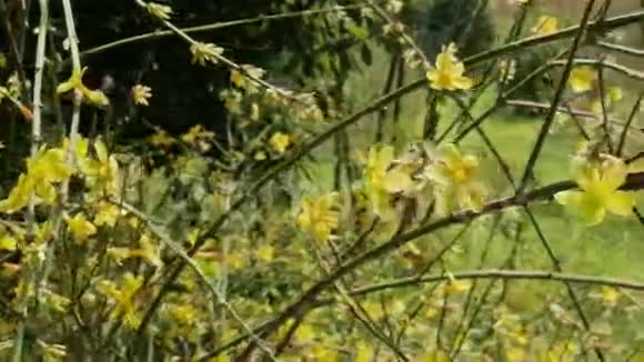 花园植物中鲜艳的黄色花朵视频的预览图
