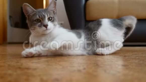 猫在地板上休息可爱的猫在室内休息视频的预览图