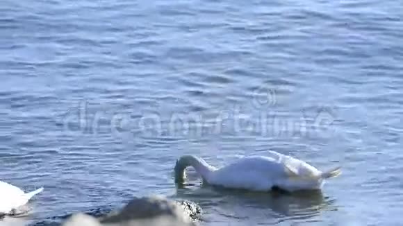 天鹅在波罗的海潜水视频的预览图