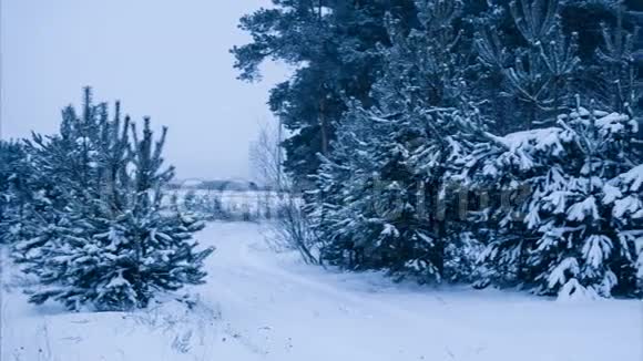 平静的冬天天气云杉林全景拍摄视频的预览图
