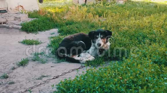 院子里的一只老死狗蜷缩在地上视频的预览图