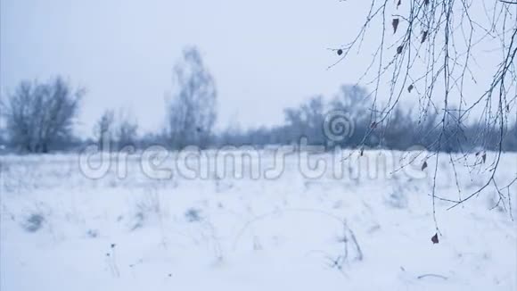 白桦树枝在雪中离开惊慌失措循环视频的预览图