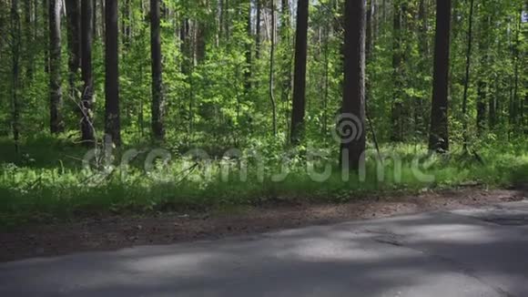 森林里的松树视频的预览图