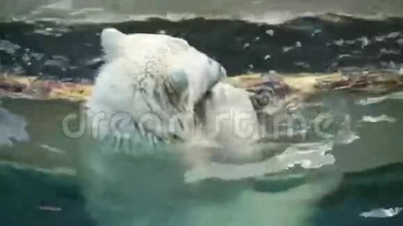 北极熊幼崽在游泳池里玩耍视频的预览图