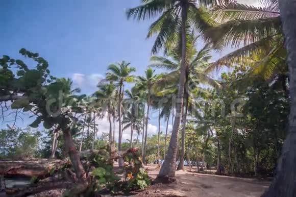 加勒比海滩棕榈树时间的流逝视频的预览图