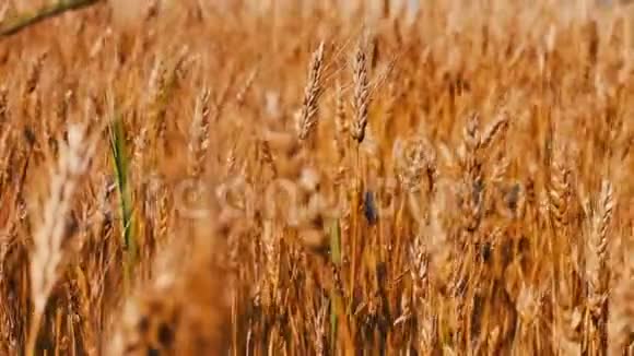 金色的麦子在田野里随风摇摆视频的预览图